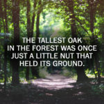 tallest-oak